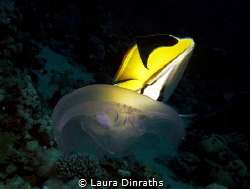 Threadfin butterflyfish nipping at a moon jellyfish by Laura Dinraths 